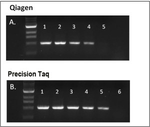 precision vs qiagen (taq)