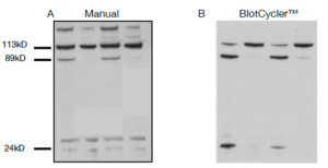 Auntomated Western blot processing BlotCycler™