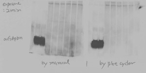 Automated Western Blot Processing