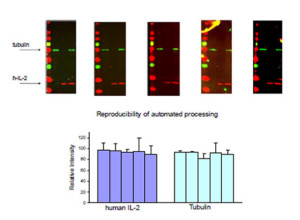 Western blots automated processing increases reproducibility