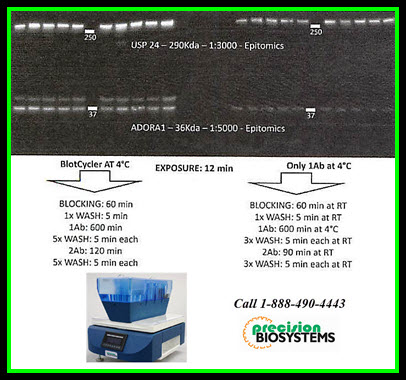 Western Blot Research Applications